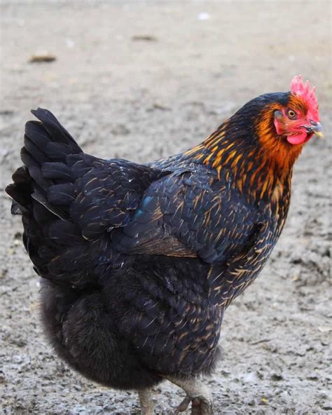 black maran sex link chicken|Black Sex Link Chicken: Breed Profile, Care Guide & Facts.